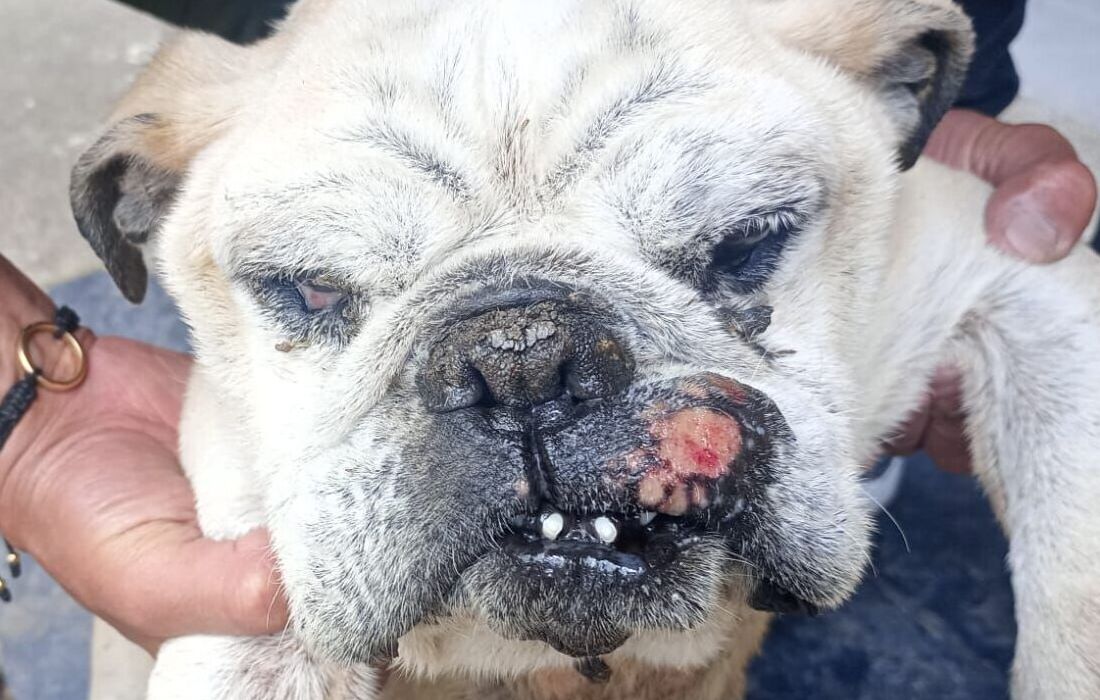 Wanda no murió en vano 